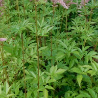 Astilbe x arendsii 'Bressingham Beauty'